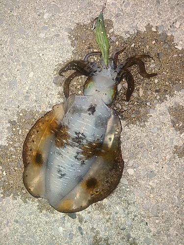 イカの釣果