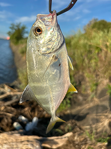 メッキの釣果