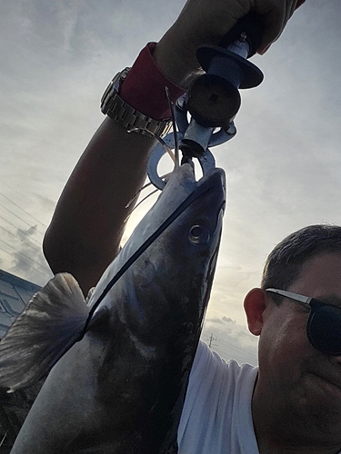 アメリカナマズの釣果