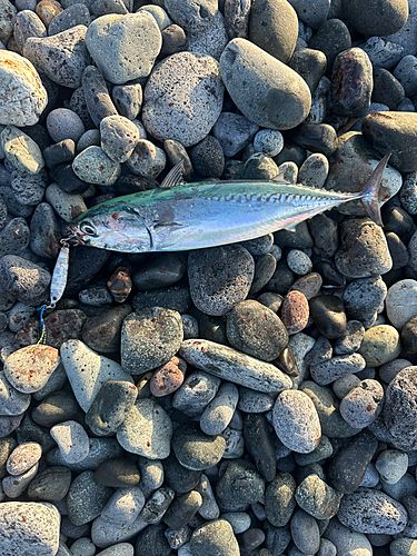 ソウダガツオの釣果