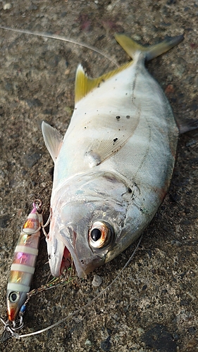 メッキの釣果