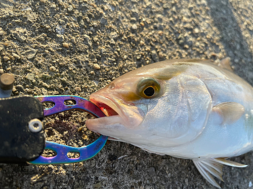 シオの釣果