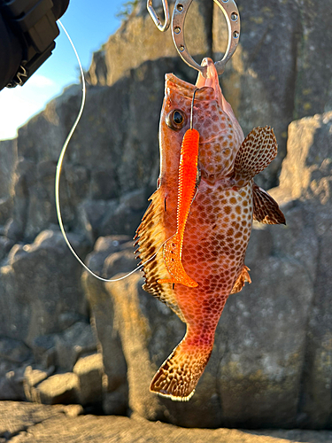 オオモンハタの釣果