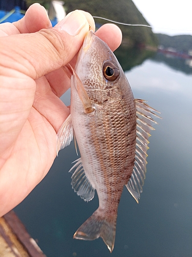 イトフエフキの釣果