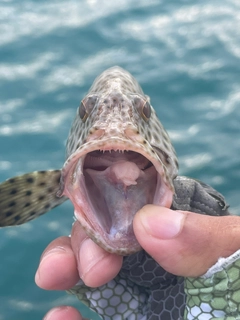 シロブチハタの釣果