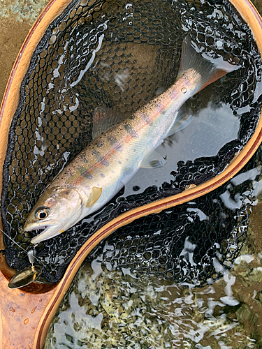 ヤマメの釣果