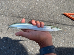 サヨリの釣果