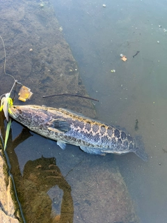 ライギョの釣果