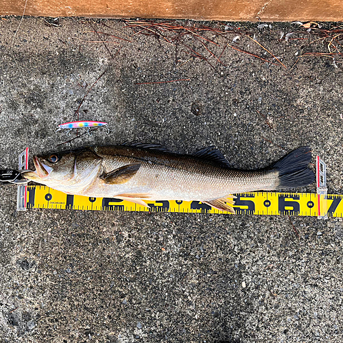 シーバスの釣果