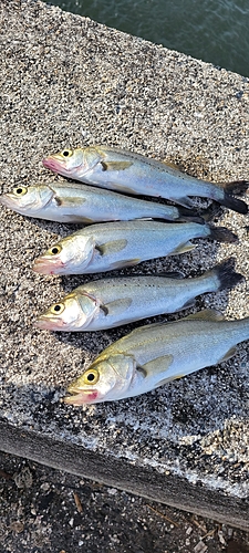 セイゴ（タイリクスズキ）の釣果