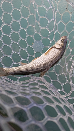 ウグイの釣果