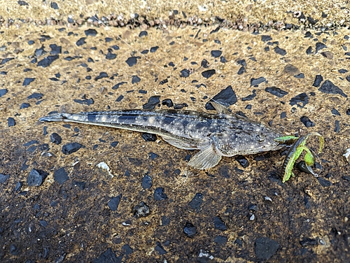 マゴチの釣果