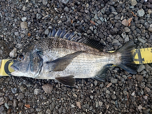 クロダイの釣果