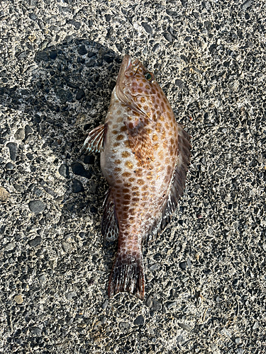 オオモンハタの釣果