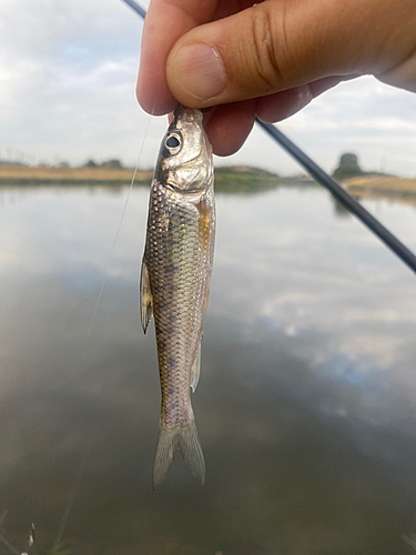 ニゴイの釣果