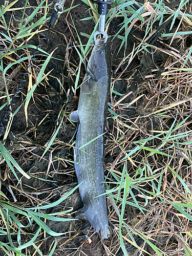 マナマズの釣果