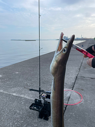 ハモの釣果