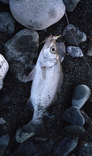 セイゴ（ヒラスズキ）の釣果