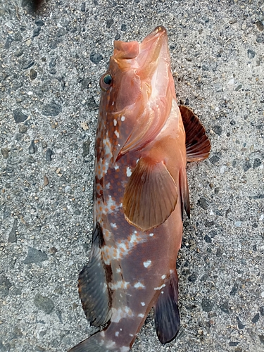 アコウの釣果