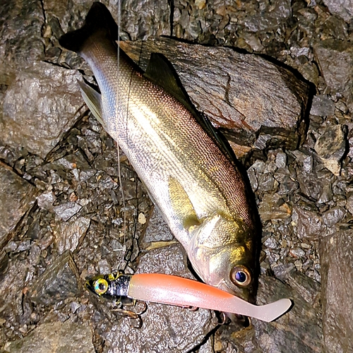 セイゴ（マルスズキ）の釣果