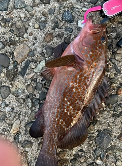 アコウの釣果