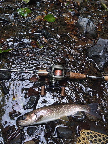 イワナの釣果