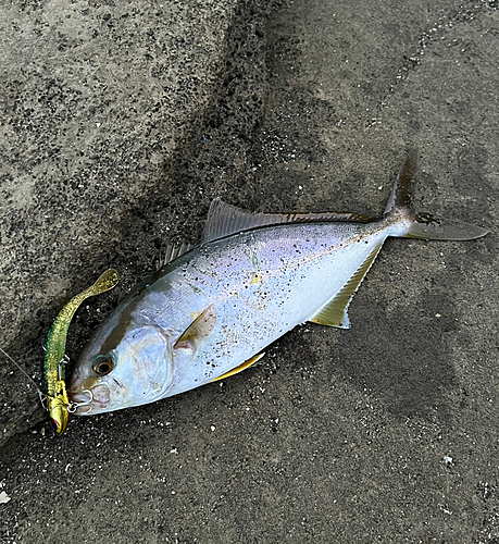 ショゴの釣果