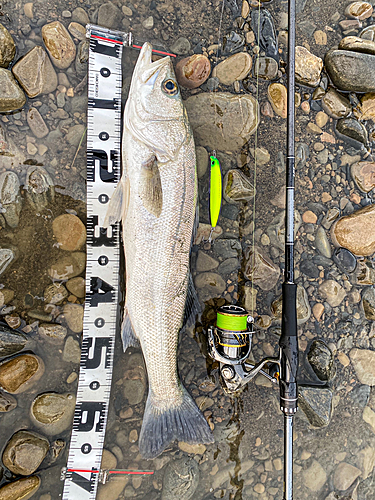 シーバスの釣果