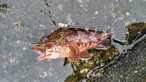 カサゴの釣果