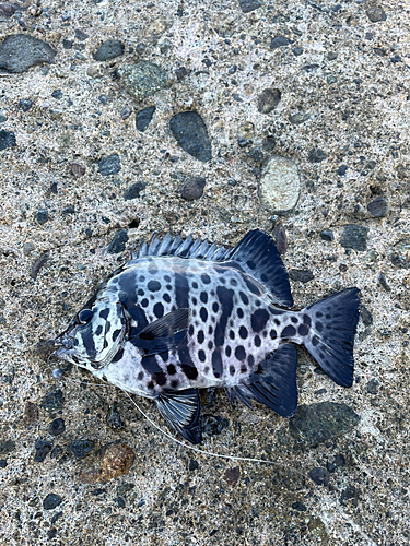 イシガキダイの釣果