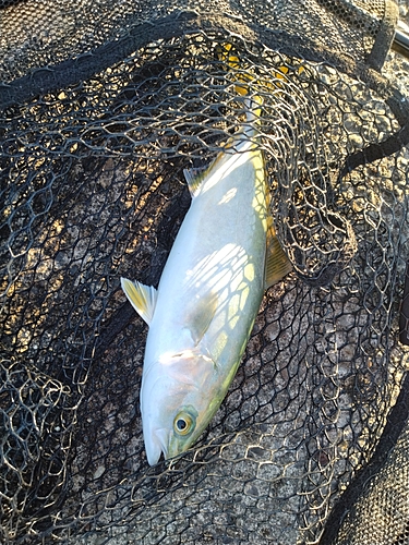 イナダの釣果