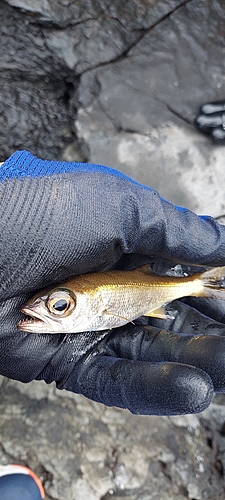 ムツの釣果