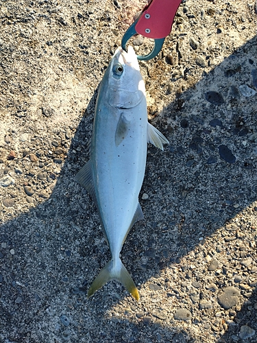 イナダの釣果