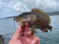 カンモンハタの釣果