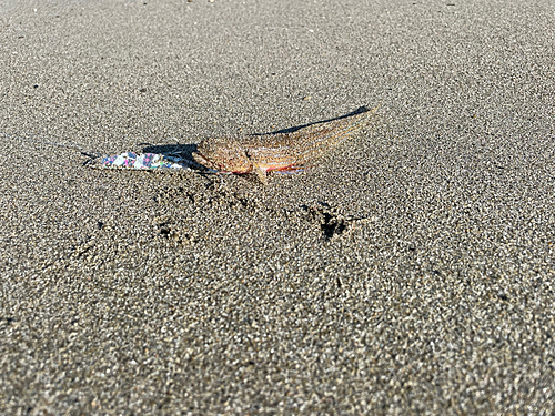 アカエソの釣果