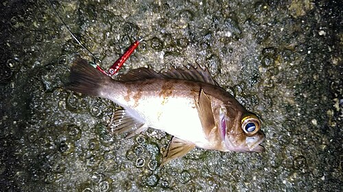 シロメバルの釣果