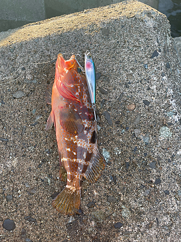 キジハタの釣果