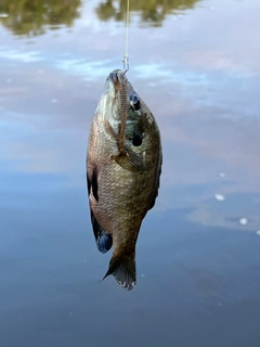 ブルーギルの釣果