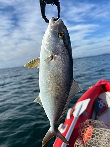 ショゴの釣果