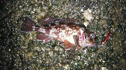 カサゴの釣果