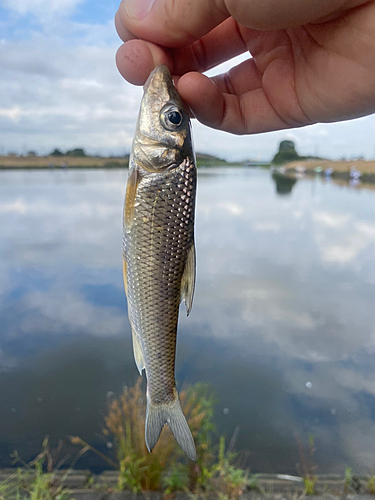 ニゴイの釣果