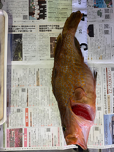 アコウの釣果