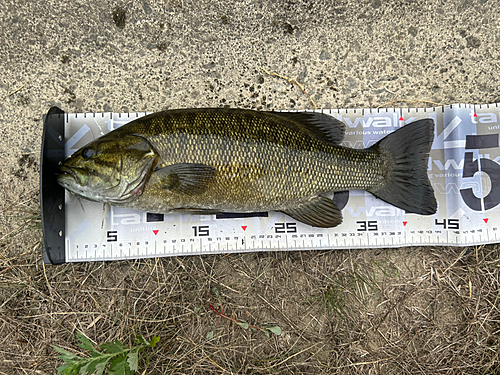 スモールマウスバスの釣果