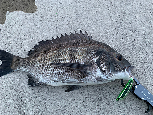 チヌの釣果