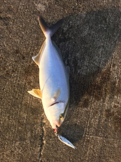 ショゴの釣果