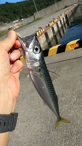 サバの釣果