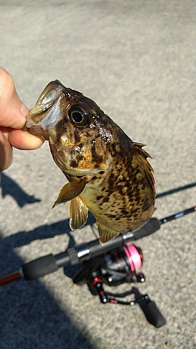 ハチガラの釣果