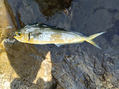 シイラの釣果