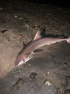 サメの釣果