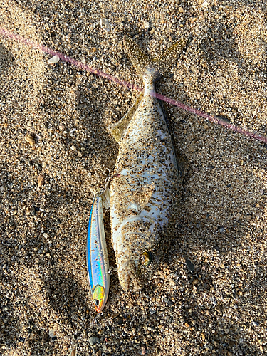 ショゴの釣果